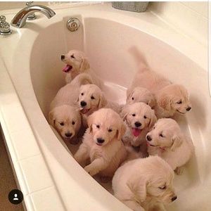 Meet your Posher, Anq